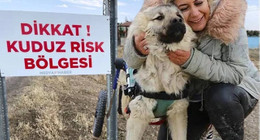 Şanlıurfa'dan Kuduz Köpekler Kaçırılıp Ankara'ya Getirildi! Köpek Velisi Gözaltına Alındı