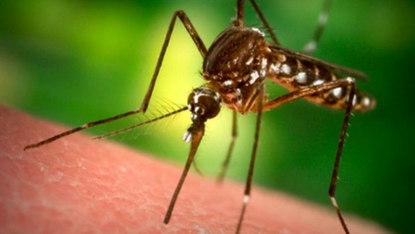 Sivrisinekler o insanlara çekiliyor! Sivrisinekler neden hep tek bir kişiyi tercih ediyor?