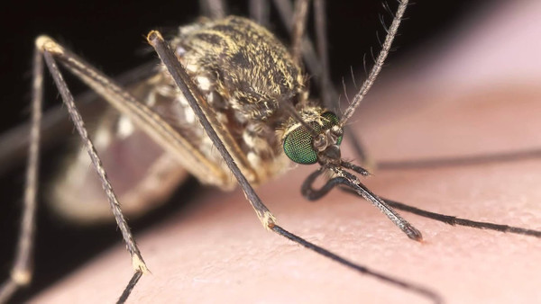Sivrisineklerden Nasıl Korunulur?