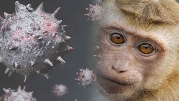 Yaşamı tehdit eden Maymun çiçeği virüsü nasıl fark edilir? Belirtileri ve tedavi metodu…