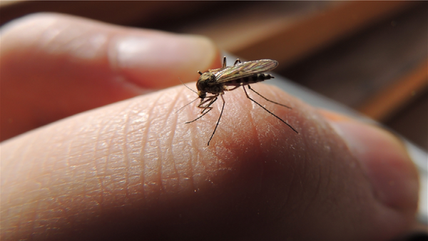 Ev ve iş yerindeki sivrisinek kabusuna son! Sivrisinek kovucu doğal koku ve karışımlar