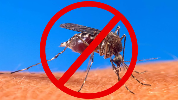 5 yöntem ile sivrisinekleri kendinizden uzaklaştırabilirsiniz: Huzurlu uyku için bu yöntemler...