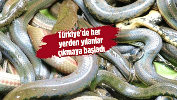 Bursa'da dev yılan paniği! Deri değiştirirken görüntülendi