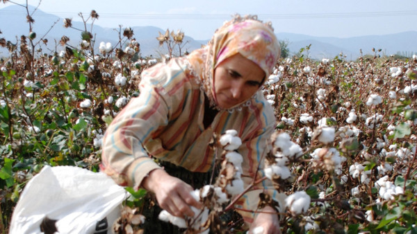 Türkiye’nin pamuk üretimi, ithal pamuğun rekabetine dayanamadı…