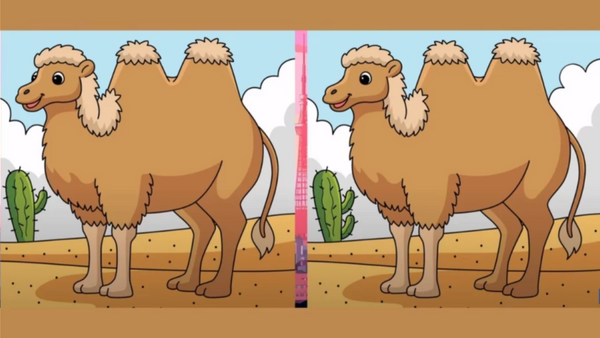 Çölde yürüyen iki deve görselleri arasındaki 3 farklı bulan IQ'su yüksek kişiler aranıyor!