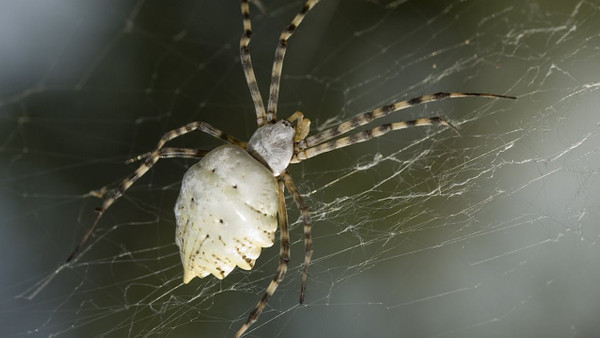 Tehlikeli canlı Samsun'da! Dünya'nın en zehirli örümceklerinden "Argiope Lobata" Türkiye'de görüldü!