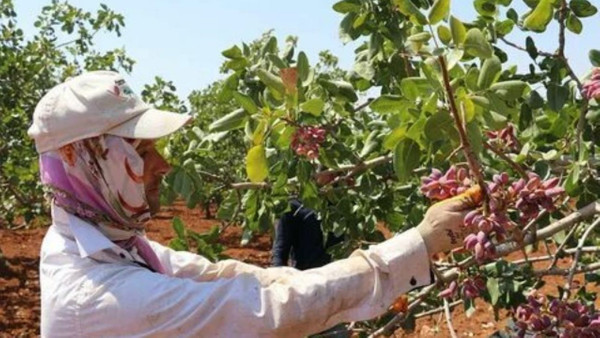 Antep fıstığında verim ve fiyat memnun ediyor: Hasat başladı, kilosu 110 TL!