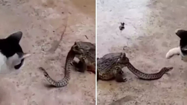 Kurbağanın ağzındaki yılan kediyle bakın nasıl dövüştü