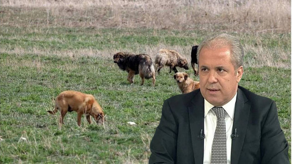 AK Parti’de Şamil Tayyar’dan ‘Sokak Köpeği’ Muhalefeti