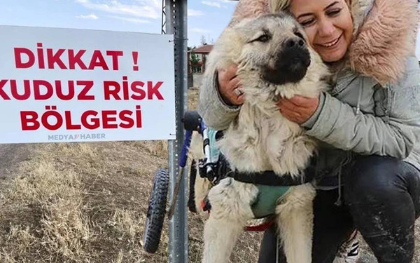 Kuduz Köpekler Kaçırılıp Ankara'ya Getirildi