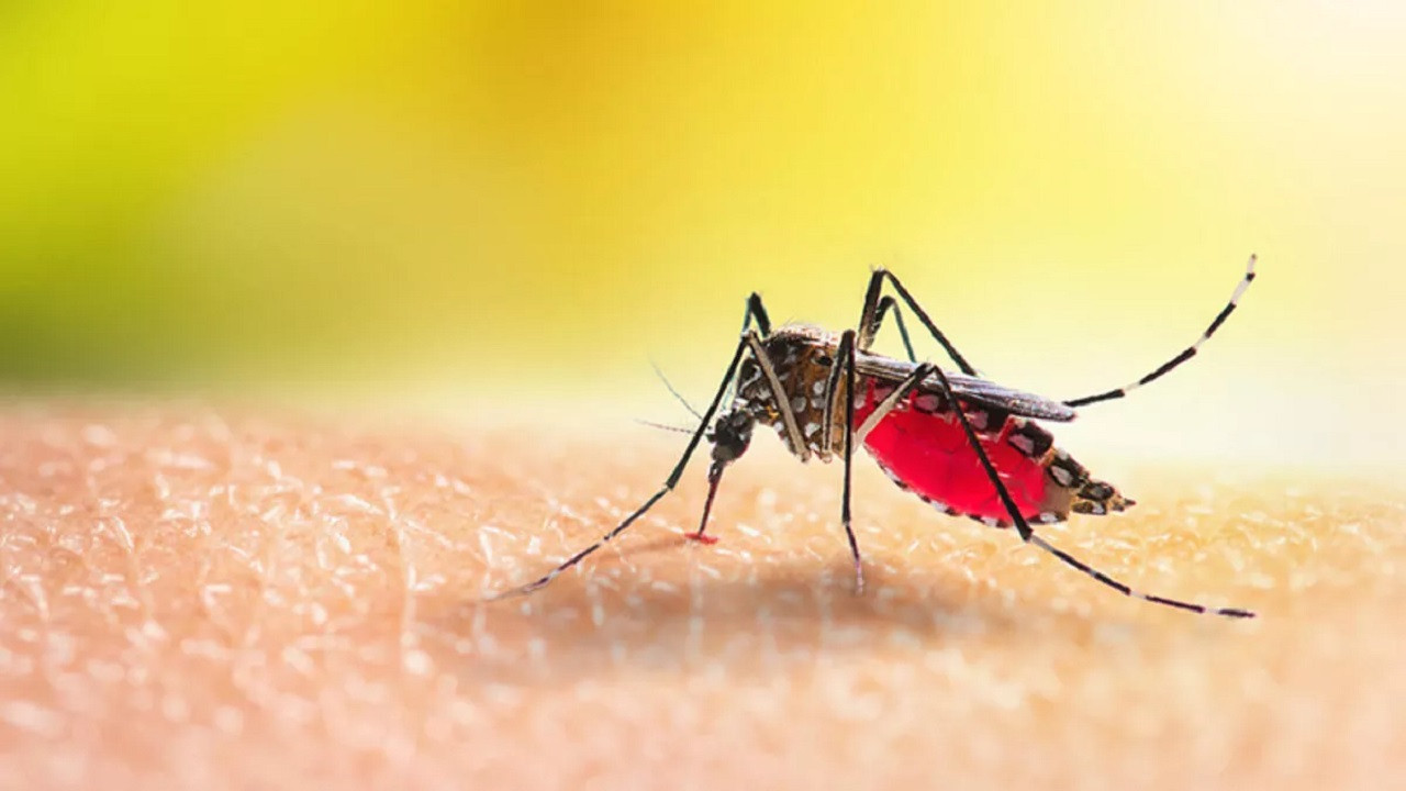 İstanbul’da zehirli sivrisinek alarmı verildi: Çocuklar tehlike altında! - Resim : 1