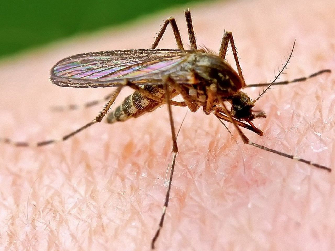 Sivrisinek ısırığı bulaşıcı hastalık taşıyor! Bu belirtiler varsa doktora gidilmeli - Resim: 3