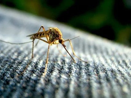Sivrisinek ısırığı bulaşıcı hastalık taşıyor! Bu belirtiler varsa doktora gidilmeli - Resim: 2