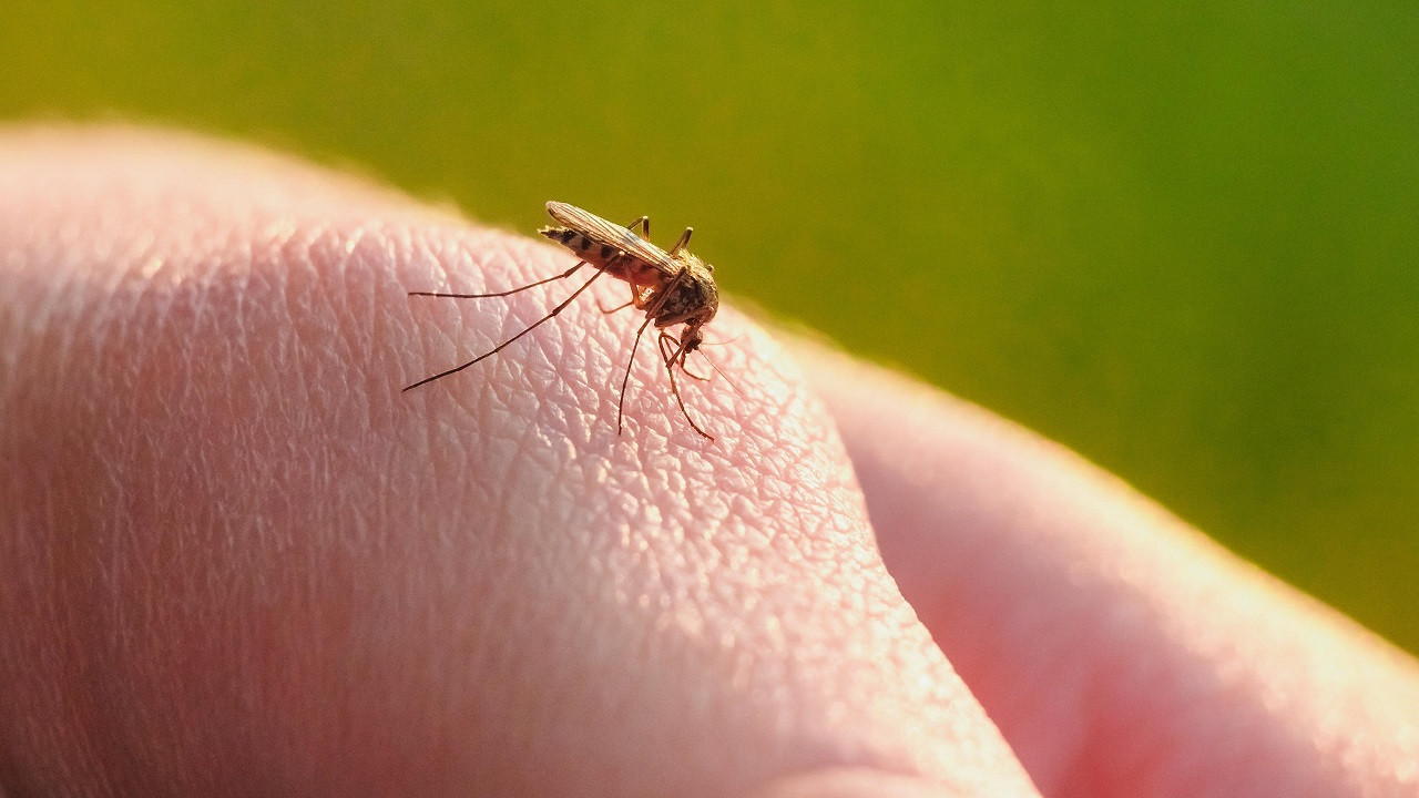 Sivrisinek ısırığı bulaşıcı hastalık taşıyor! Bu belirtiler varsa doktora gidilmeli