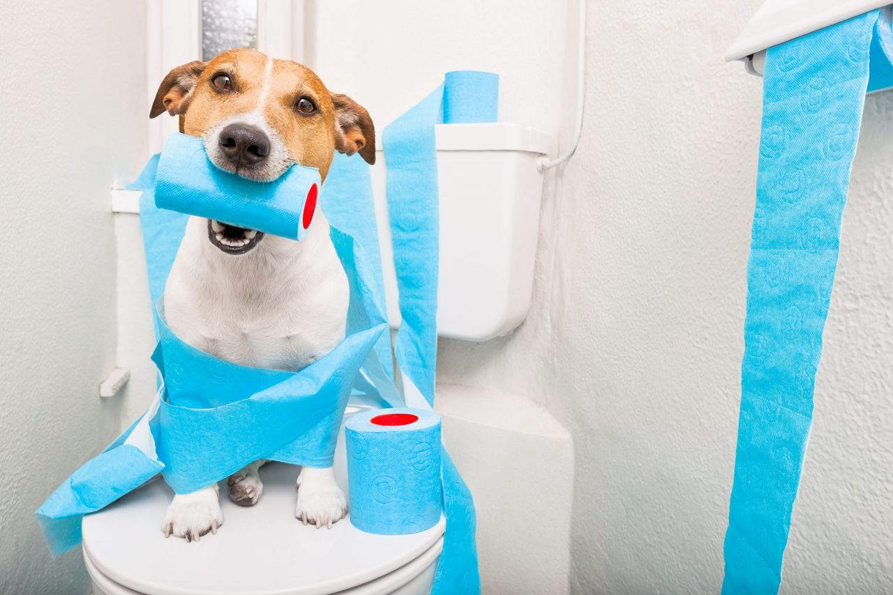 Köpeklerde Tuvalet Eğitimi Nasıl Verilir? - Resim: 2