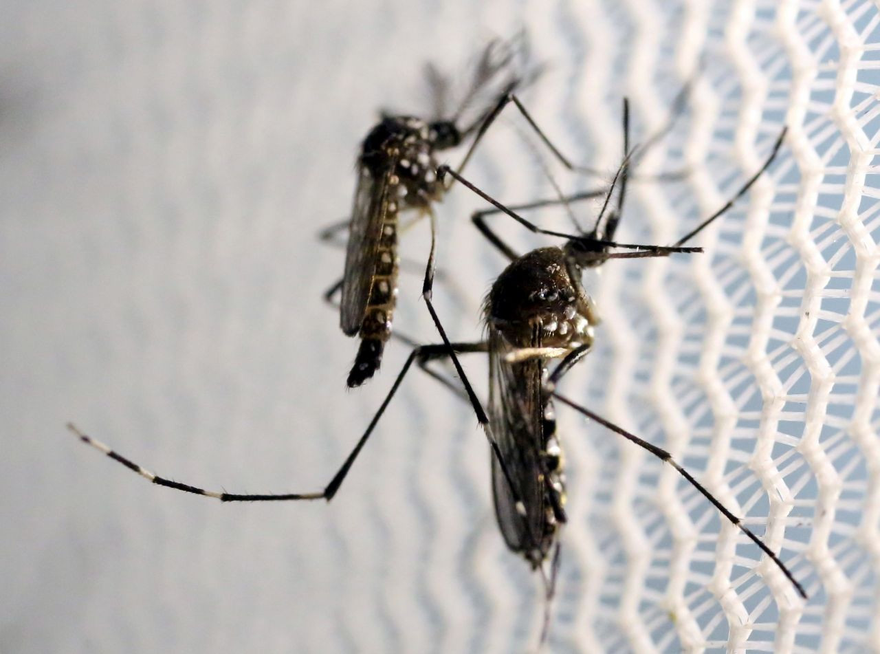 Ev ve iş yerindeki sivrisinek kabusuna son! Sivrisinek kovucu doğal koku ve karışımlar - Resim: 4