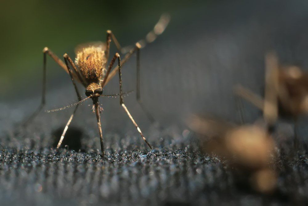 Ev ve iş yerindeki sivrisinek kabusuna son! Sivrisinek kovucu doğal koku ve karışımlar - Resim: 1