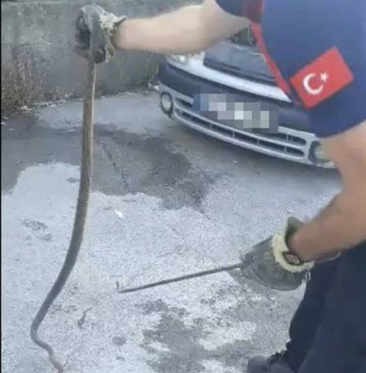 Otomobilin motoruna giren dev yılan Zonguldak'ta paniğe neden oldu! Yılan istilası başladı - Resim : 3