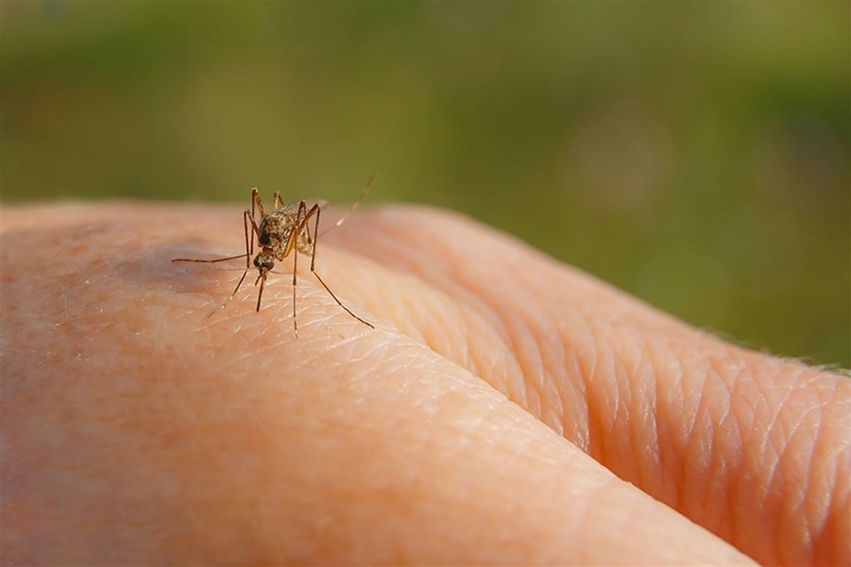 Sivrisineklerden kurtulmak isteyenlere işte çözüm! Bu doğal yöntemle hazırlanmış parfümle sivrisinekler size yaklaşmıyor! - Resim : 3