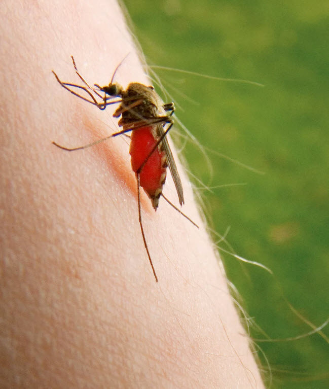 Sivrisineklerden kurtulmak isteyenlere işte çözüm! Bu doğal yöntemle hazırlanmış parfümle sivrisinekler size yaklaşmıyor! - Resim : 1