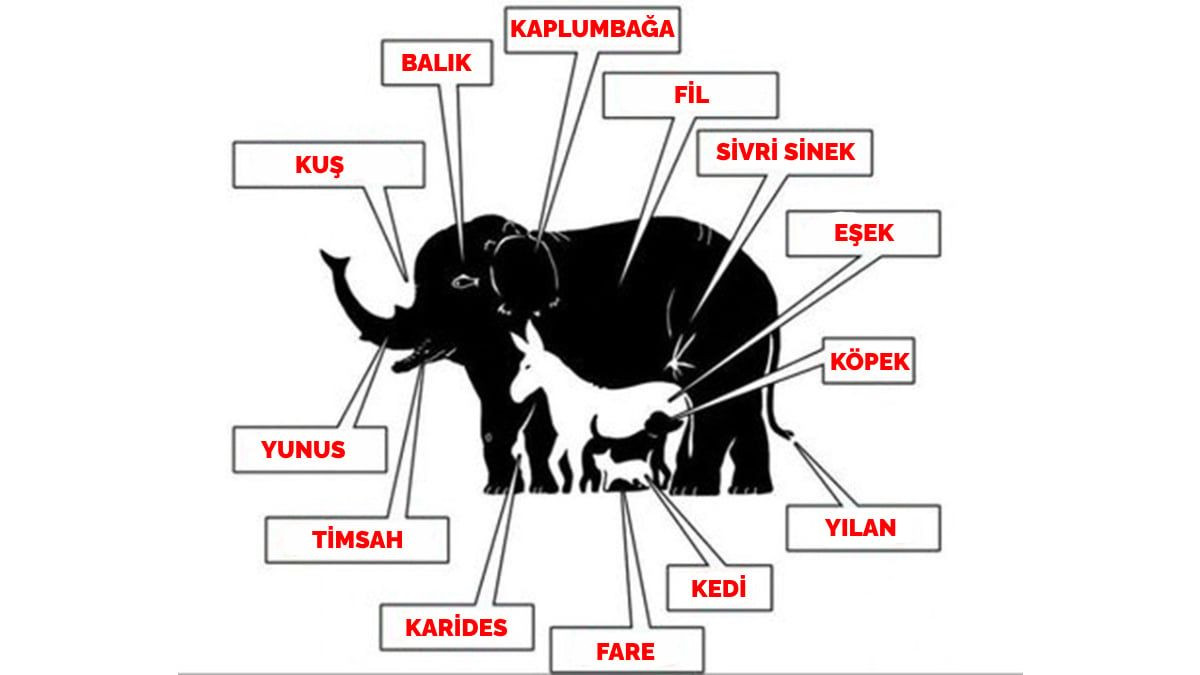 Resimdeki hayvanların kaç tane olduğunu 1 haftadır bilen çıkmadı! Cevabı 15 saniyede bulanların IQ seviyesi en az 160! - Resim: 3
