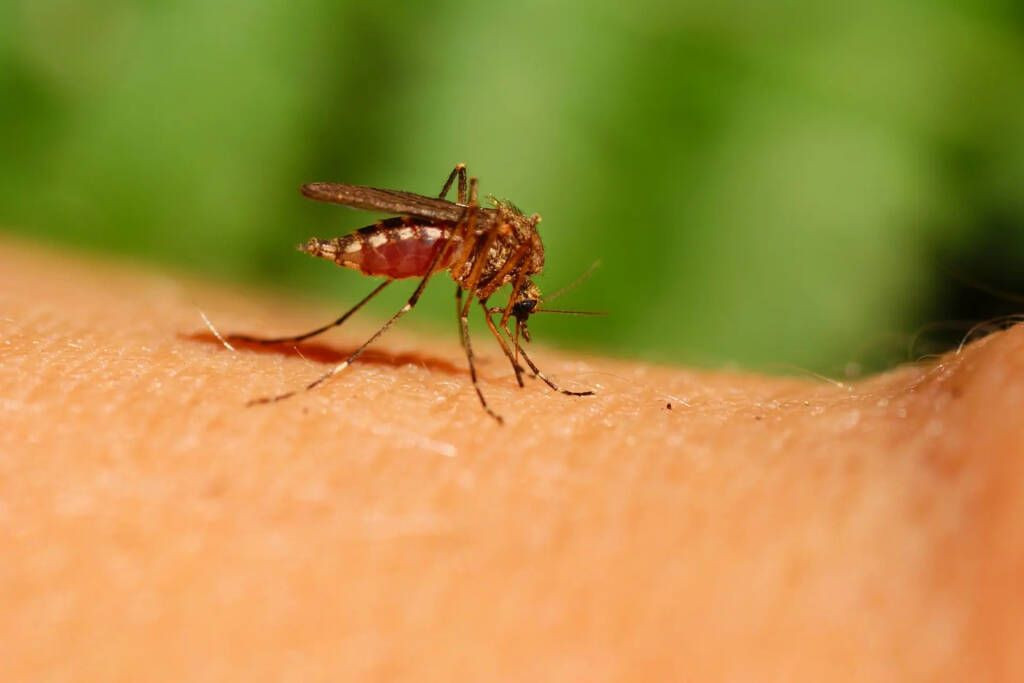 Evde yapabileceğiniz 5 doğal yöntem ile sivrisinekleri kendinizden uzaklaştırabilirsiniz: Huzurlu uyku için bu yöntemler.. - Resim: 2