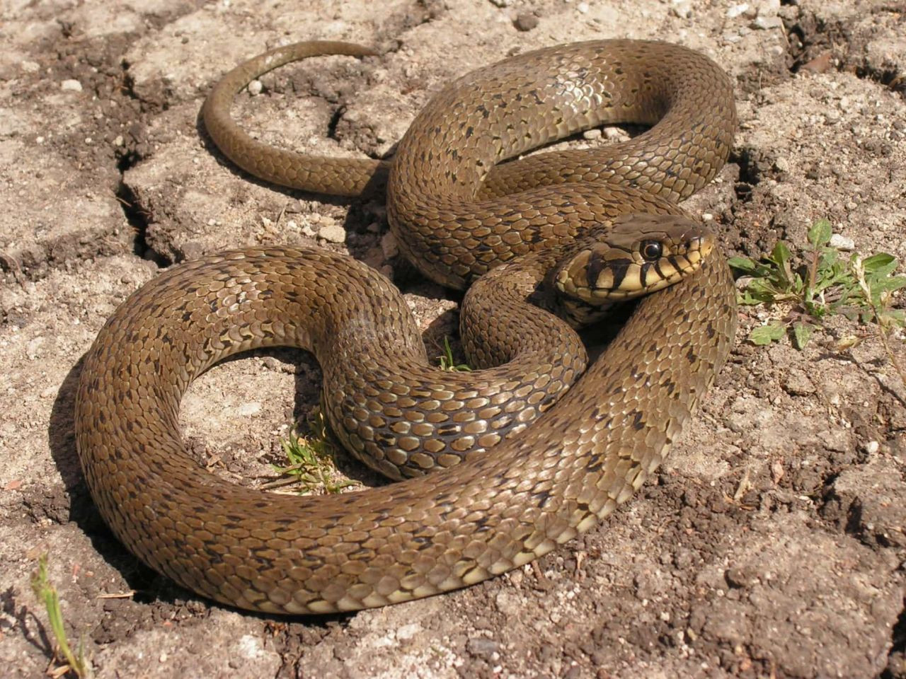Bunlara dikkat Yılanları evinize çekiyor: İşte yılanların en sevdiği yiyecekler ve evinize mıknatıs gibi çeken 5 faktör - Resim: 1