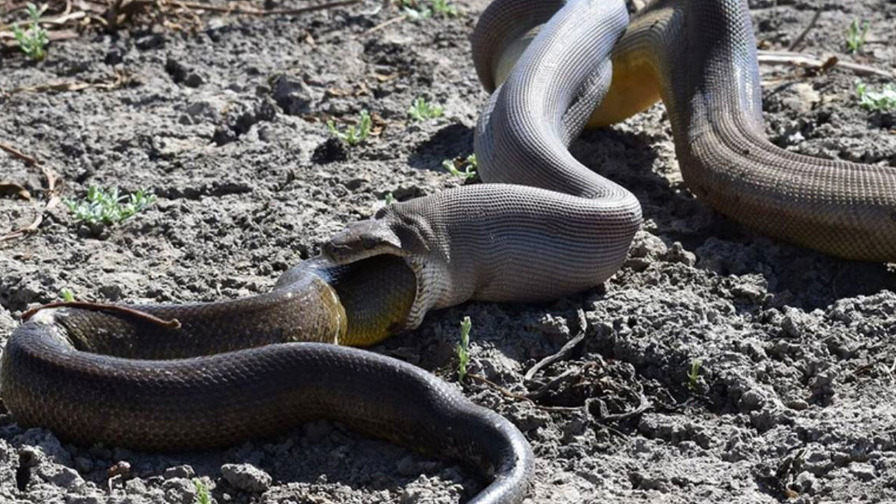 Dev yılanlar mahalleyi bastı! Türkiye'nin en zehirli yılanına karşı uzmanlar o illerde yaşayanları uyardı