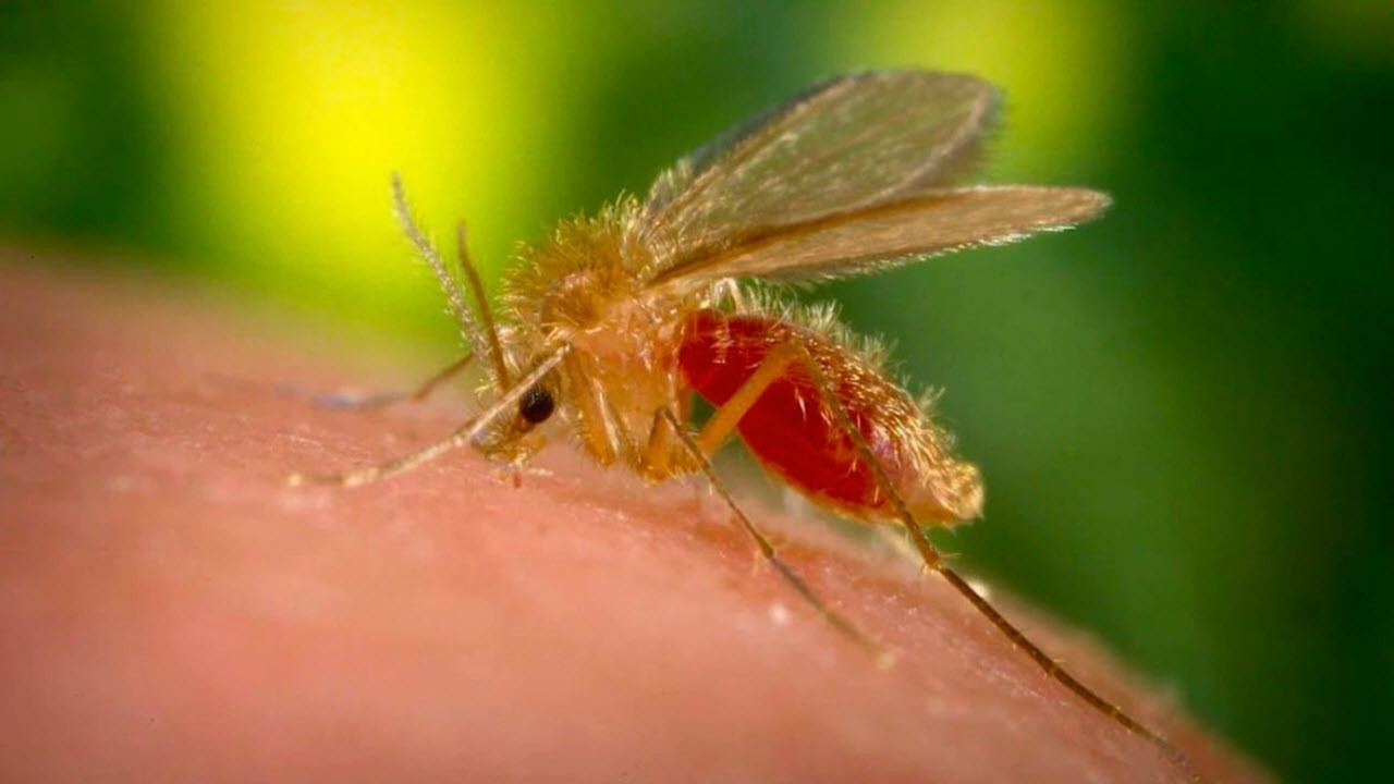 Aman dikkat! Sivrisinekten daha beter soktuğu yeri felç ediyor önleminizi alın - Resim : 1