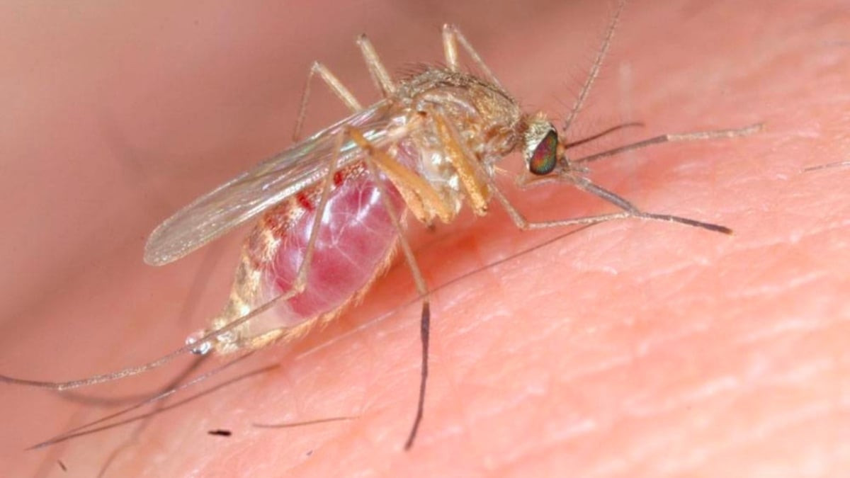 Aman dikkat! Sivrisinekten daha beter soktuğu yeri felç ediyor önleminizi alın - Resim : 4