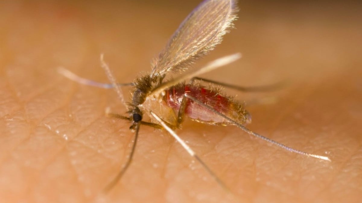 Aman dikkat! Sivrisinekten daha beter soktuğu yeri felç ediyor önleminizi alın - Resim : 5