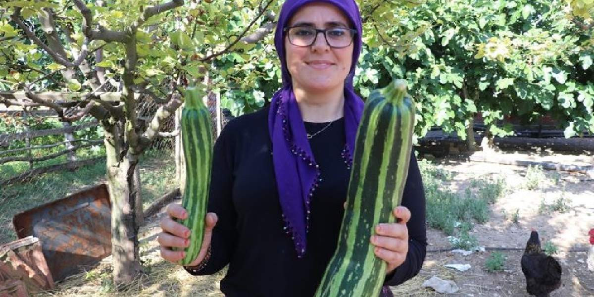 Ne kabak ne salatalık boyu 70 santim, gören inanamadı: Karpuzu kabak gibi çıkaran tohum - Resim : 1