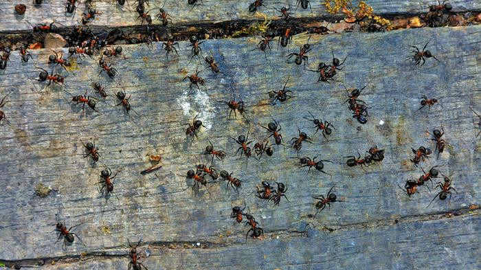 İşte Karıcıları Öldürmeden Evden Gönderen  Mucize 2 Yöntem: Karıncalardan Kurtulmak Bu Kadar Kolaymış! - Resim : 2