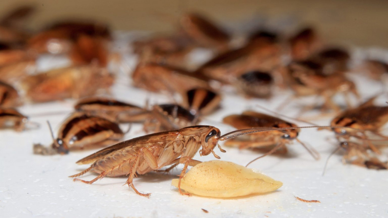 К чему снятся тараканы живые. Таракан таракан. Кукарача фото 4k. 100 Roaches.