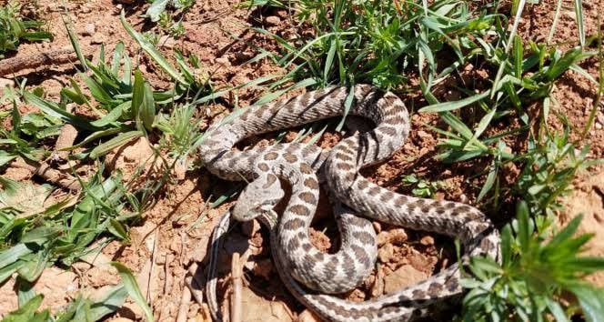 Orta Asya'nın zehirli yılanı bu ilimizde görüldü! Uzmanlar uyarıyor: Boyu tam 1,5 metre! Gördüğünüz yerde dikkatli olun! - Resim : 3