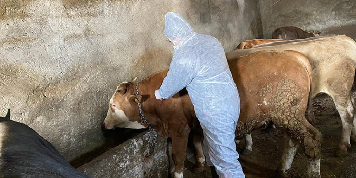 Kars, Van, Ardahan, Artvin, Iğdır, Erzincanlılara acil uyarı: Hayvanı olan hemen ağıra baksın, direk öldürüyor! Yüzlerce hayvan telef oldu - Resim : 1