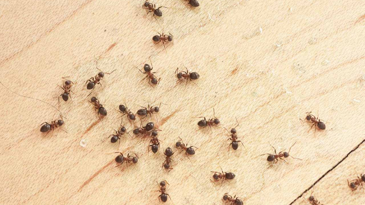 Ev yapımı mucize doğal yöntem: 5 dakikada evdeki karıncalardan kurtulun!