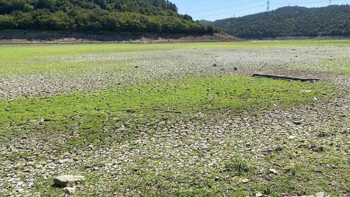 İstanbul’da kuraklık tehlikeli boyutta Alibeyköy barajı kurudu: Kuruyan gölette artık mandalar otluyor - Resim : 1