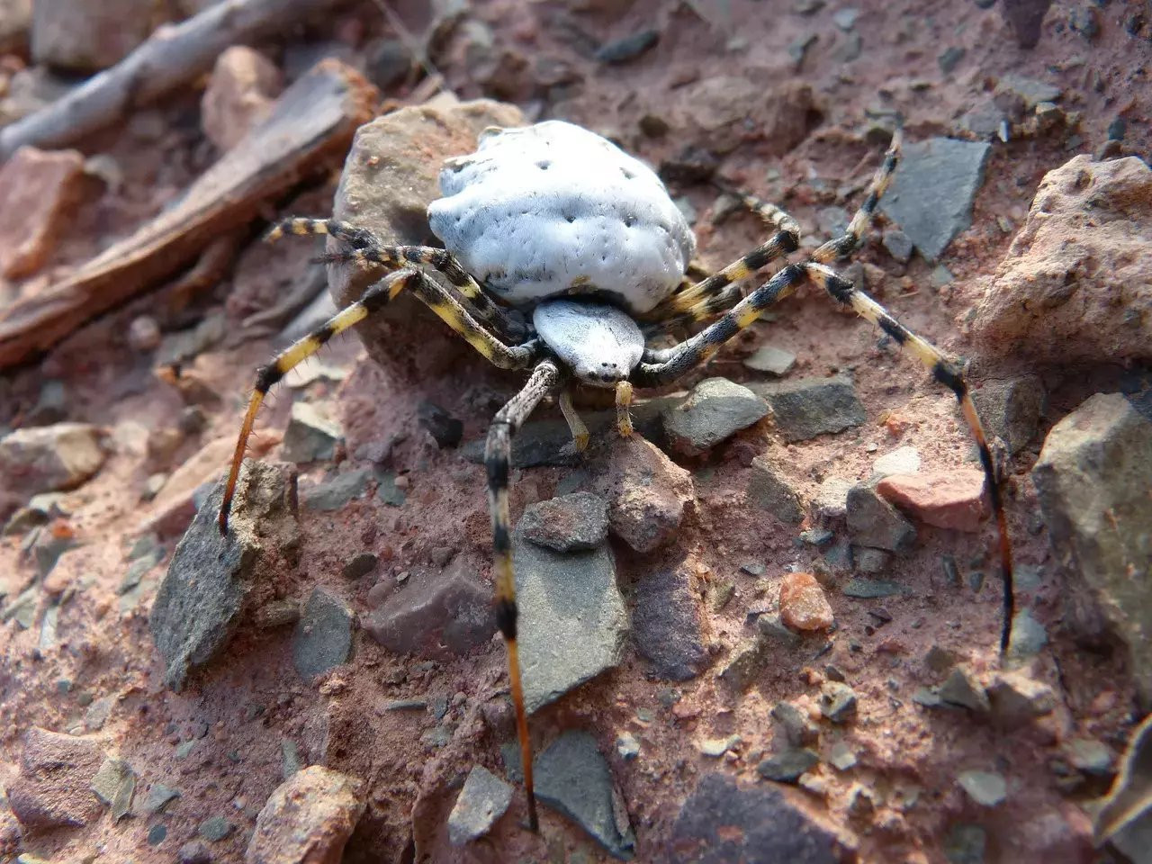 Türkiye'de endişe veren bir gelişme: Argiope Lobata türü örümcekler görüldü! O il diken üstünde.. Tek ısırığı yetiyor.. - Resim : 2