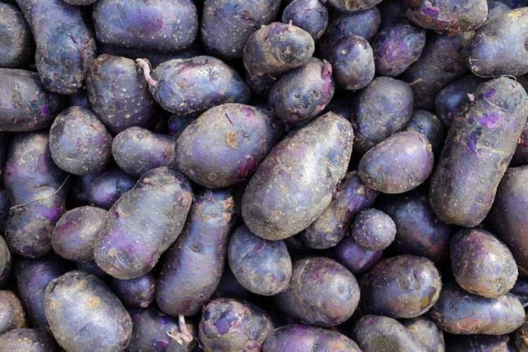 Mor patates, normal patatesi solladı! 10 kat daha fazla vitamin ve mineral içeriyor: Mor patates püresi tarifi Hem göze hem damağa hem de sağlığa iyi - Resim : 1