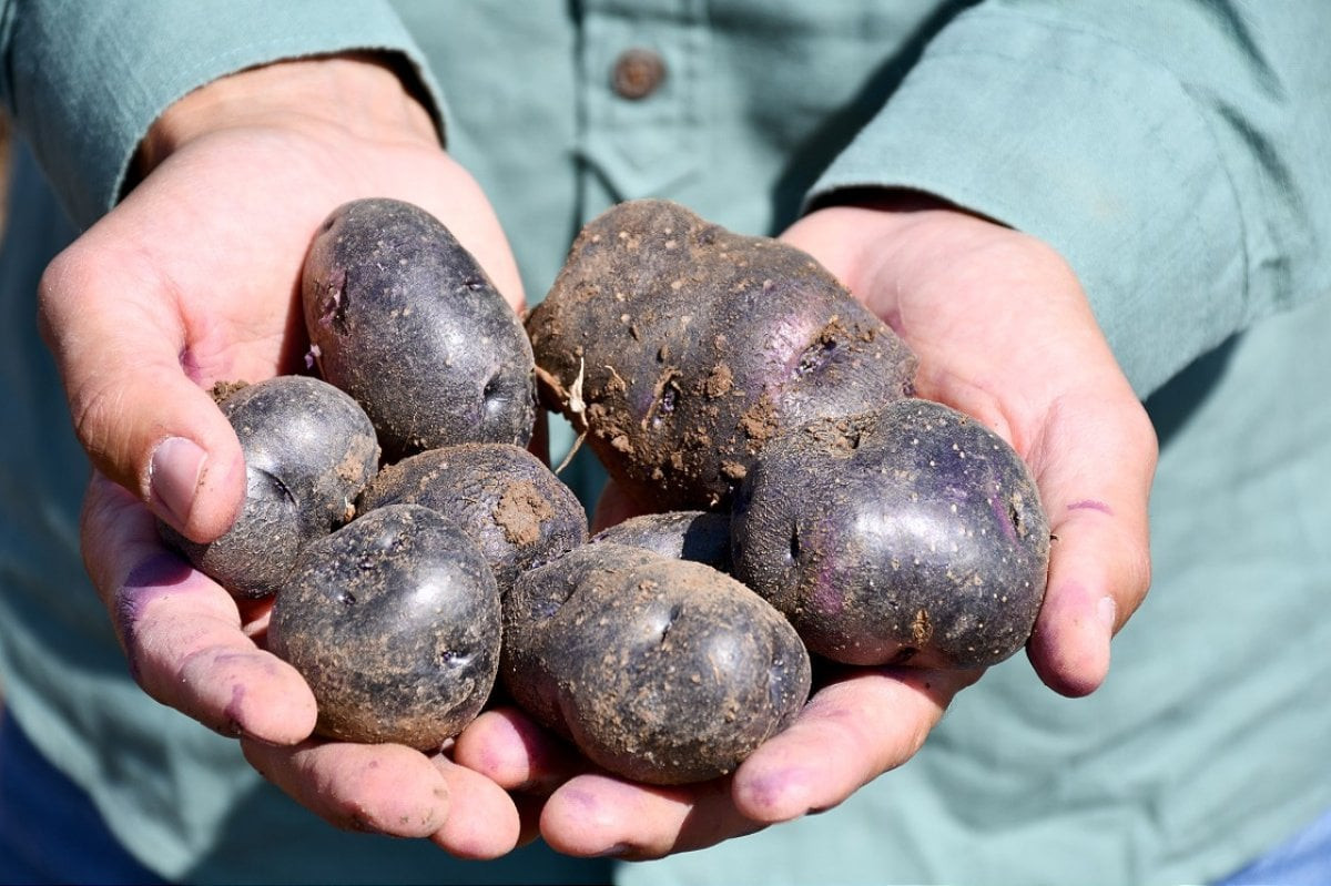 Mor patates, normal patatesi solladı! 10 kat daha fazla vitamin ve mineral içeriyor: Mor patates püresi tarifi Hem göze hem damağa hem de sağlığa iyi - Resim : 4