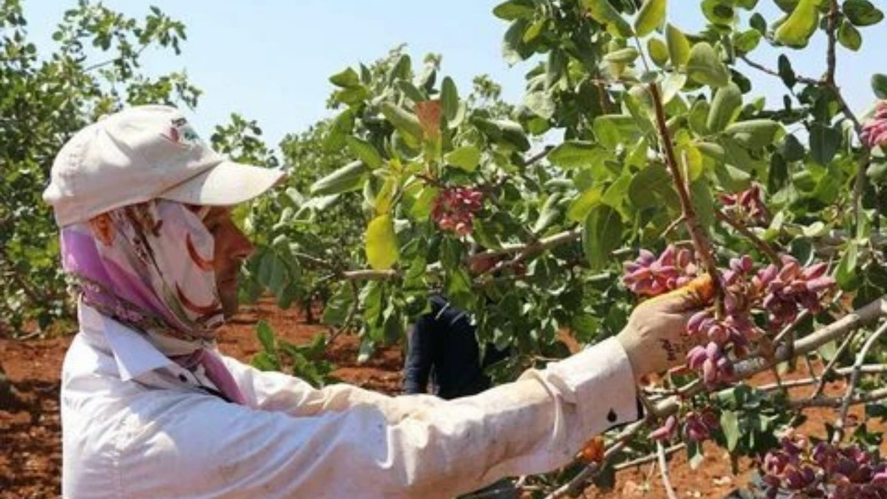 Antep fıstığında verim ve fiyat memnun ediyor: Hasat başladı, kilosu 110 TL!