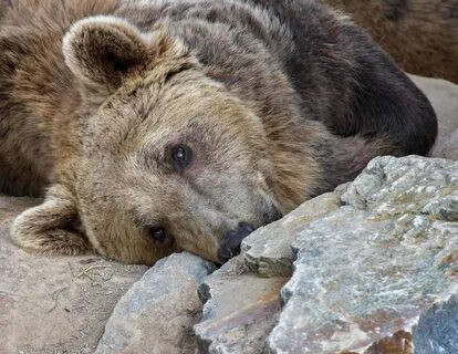 Bursa, Kocaeli ve Bilecik için uyarı... Yeniden ortaya çıkan bu sorun hiç hayra alamet değil. Çöpü karıştırıyorlar, kendinizi koruyun.. - Resim : 1