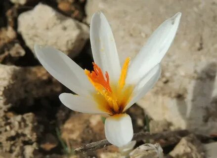 Çorum'un doğal hazinesi: Çiğdem çiçeği cilt ve deri hastalıklarına doğal şifa sağlayabilir - Resim : 1