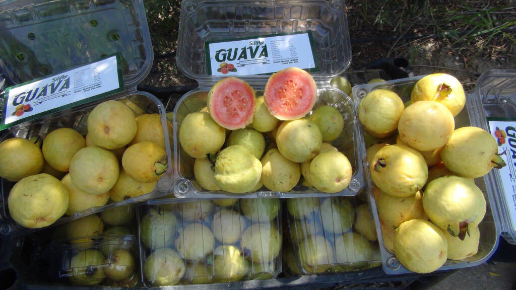 Kansere karşı mucize meyve: Meyvenin kraliçesi hasat zamanı geldi. Kilosu 15 lira olan bu meyve, kanserin her türüyle mücadele ediyor - Resim : 1