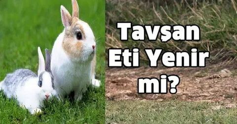 Tavşan eti helal mi? Peygamber Efendimiz yemedi mi? Tavşan eti yemek üzerine rivayetler doğru mu? - Resim: 1