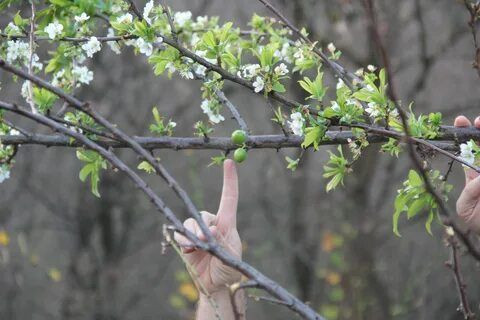 Kıyamet alameti gibi olay yaşandı: Manisa’da erik ağacı sonbaharda çiçek açtı: İklim Değişikliğinin Göstergesi mi? - Resim: 2