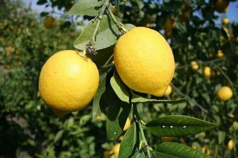 Uyurken Yanınıza Limon Koymanın ve Limon Aroması Kullanmanın Faydaları - Resim: 1