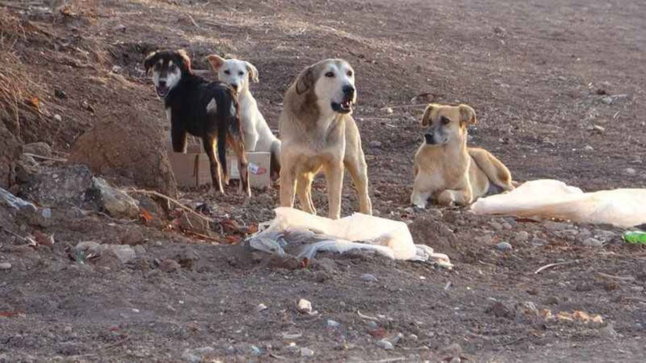 Şamil Tayyar’dan ‘Sokak Köpeği Sorunu’na Dikkat Çekici Öneri! Toplumsal Sorun, Uyutmak Çözüm Değil - Resim : 2