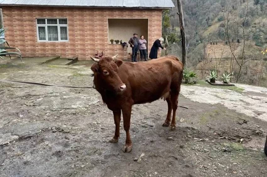 Yer bulamadı İnekleri İçin 4 Katlı Apartman Yaptı - Resim: 2